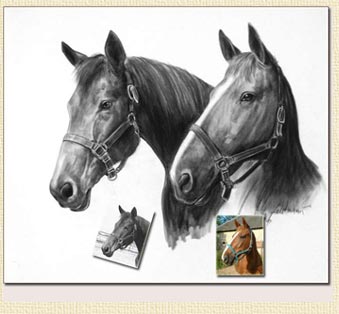 portrait de chevaux